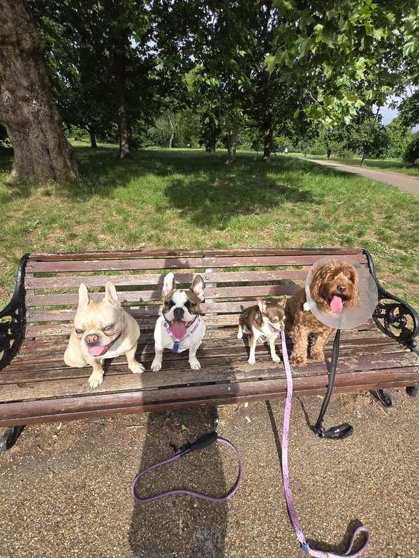 Dog walking South London 4 Paw Friend