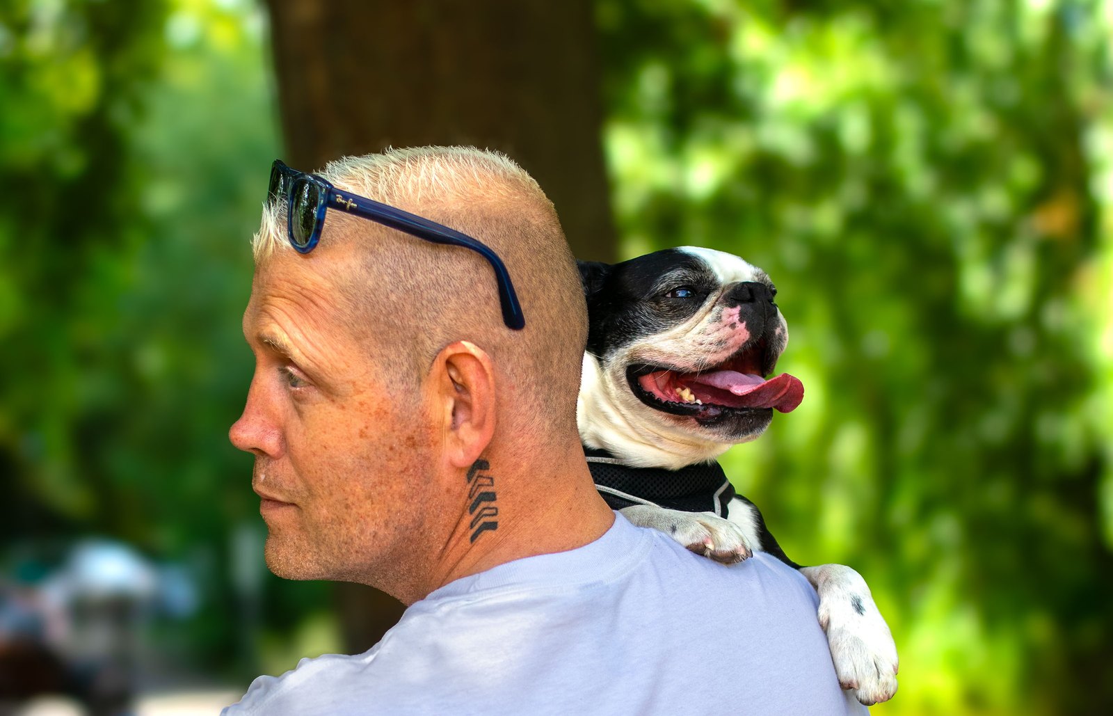 Joe, founder of 4 Paw Friend, in the park with a French bulldog on his shoulder, wearing a 4 Paw Friend dog walker t-shirt