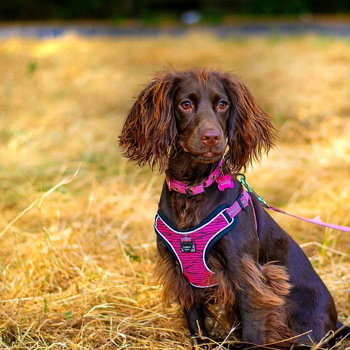 A spaniel in a pink harness on a 4 Paw Friend walk in South London.