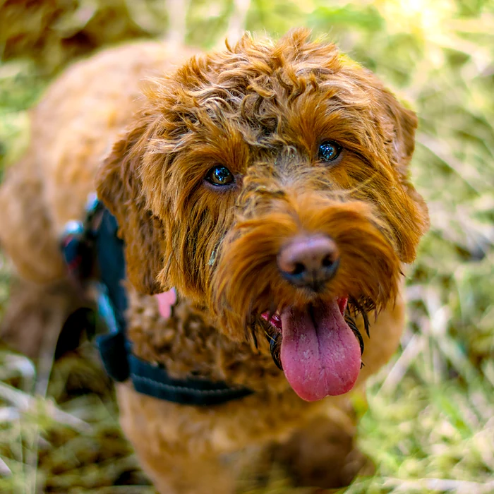 A cockapoo mid-walk with 4 Paw Friend in South London.