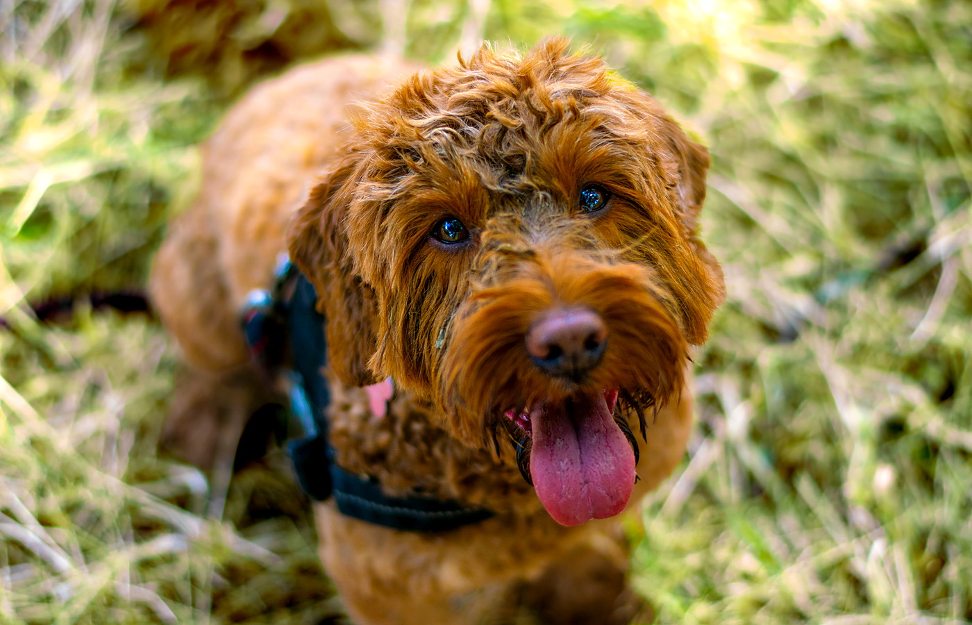 A happy cockapoo on a 4 Paw Friend walk.