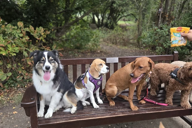 Dogs sitting together on a bench during 4 Paw Friend outdoor daycare.