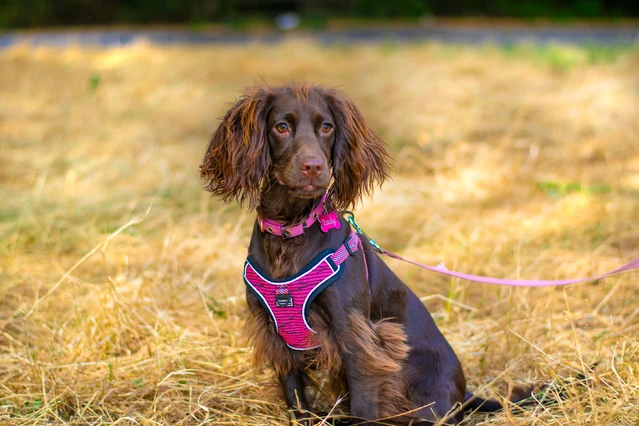 A spaniel in a pink harness on a solo 4 Paw Friend dog walk.