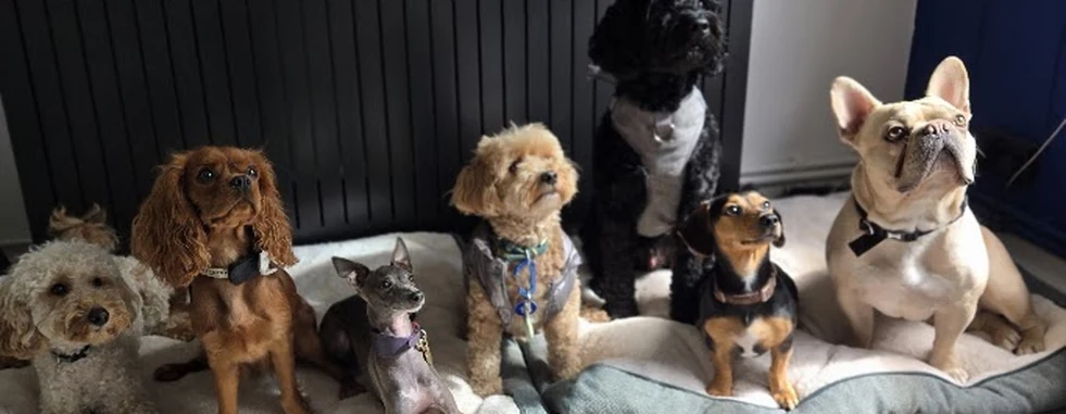 Dogs settled at home during a 4 Paw Friend home visit.
