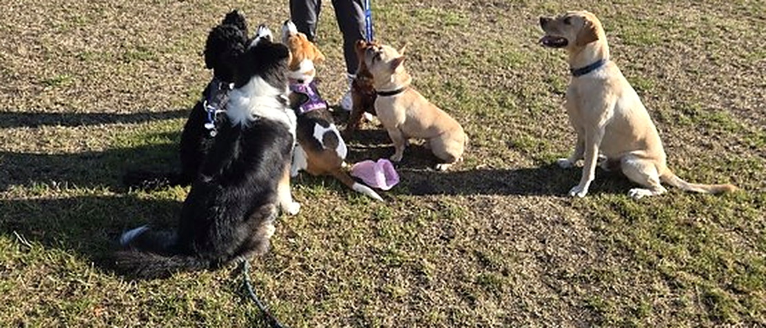 A group of dogs sitting together in a South London park on a 4 Paw Friend walk.