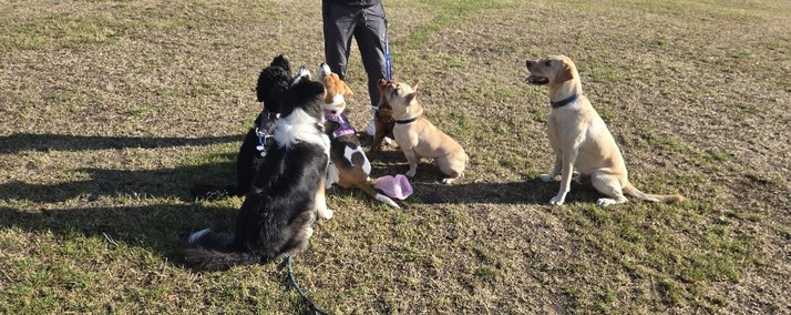 Dogs sitting calmly with their walker in a South London park.