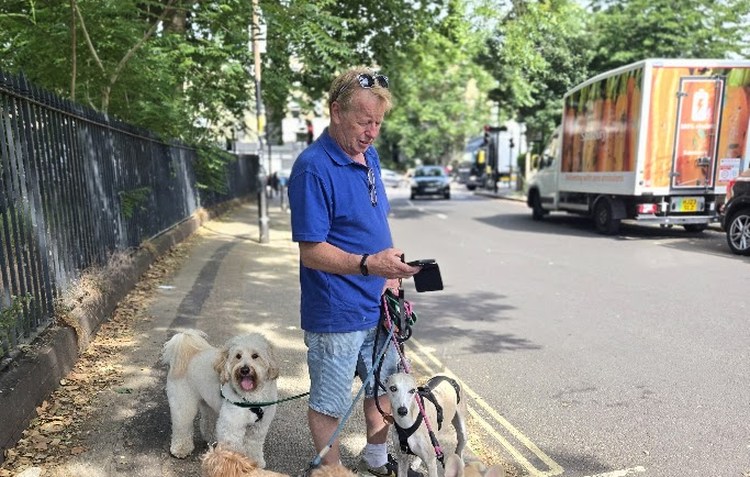 Steve, senior dog walker at 4 Paw Friend, out with a group of dogs.