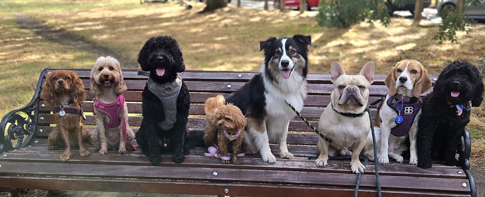 Dogs out together on a 4 Paw Friend day
