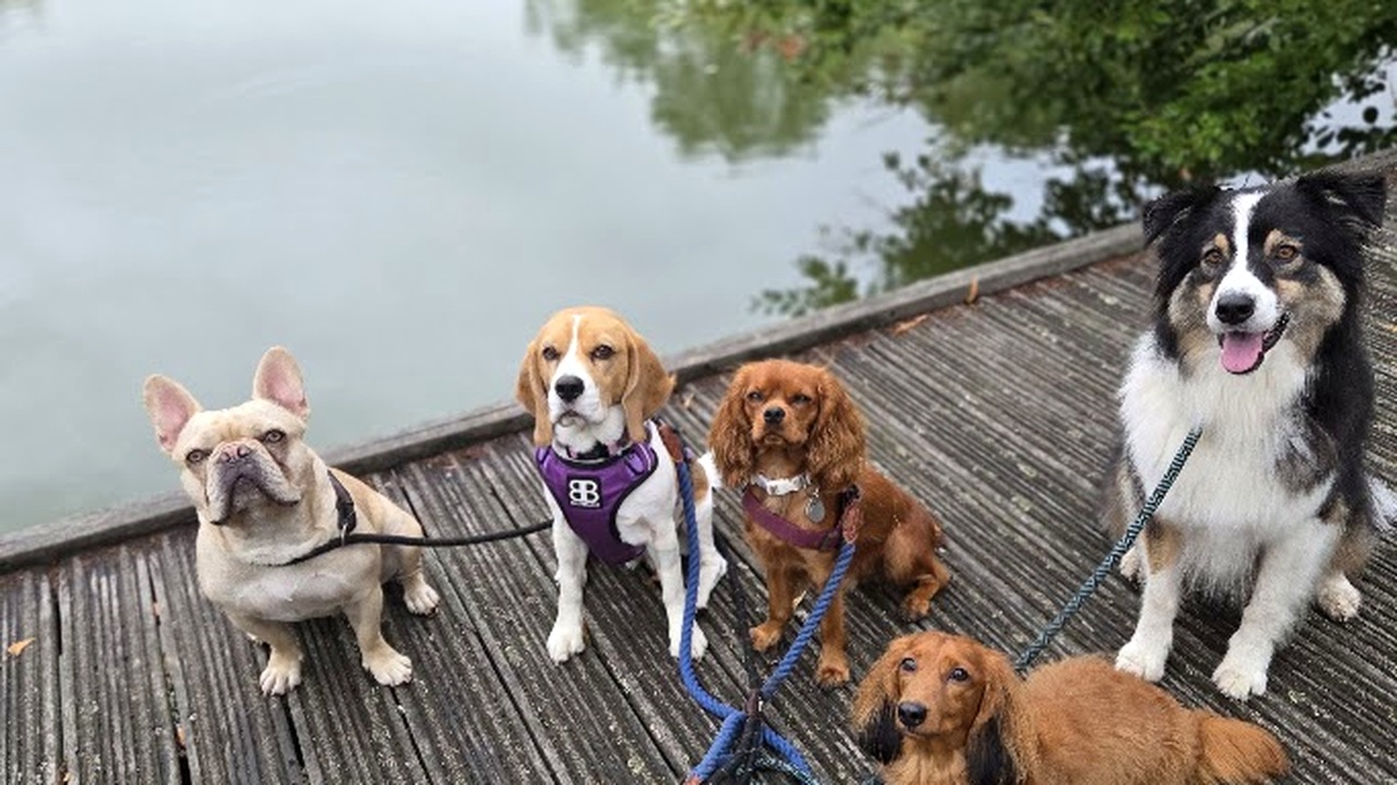 Five dogs together on a 4 Paw Friend group walk by the water in South London.